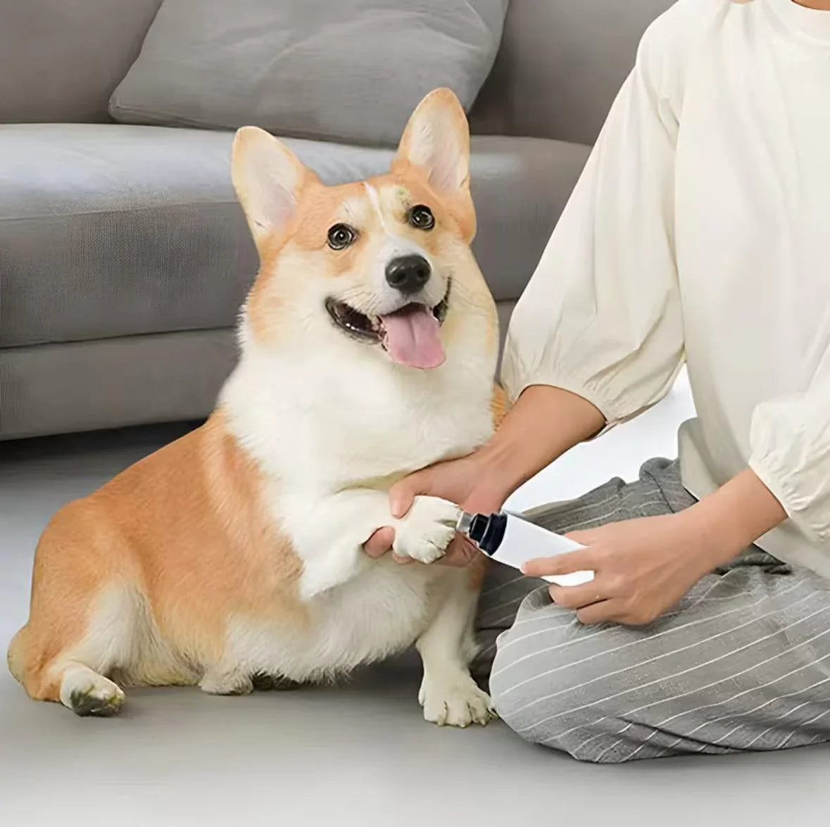 Smiling Corgi dog getting nails trimmed with an electric pet nail grinder at home